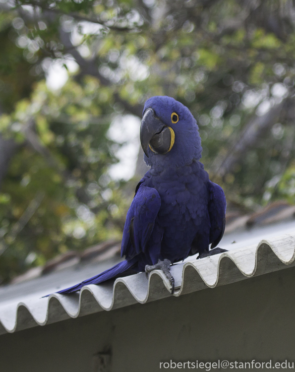 hyacinth macaws